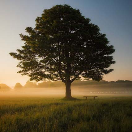 Bur Oak Tree
