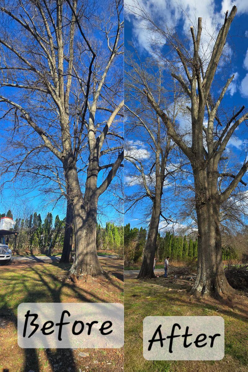 Before and after tree removal Spartanburg SC — A&R Top Branch Solutions completed tree removal project