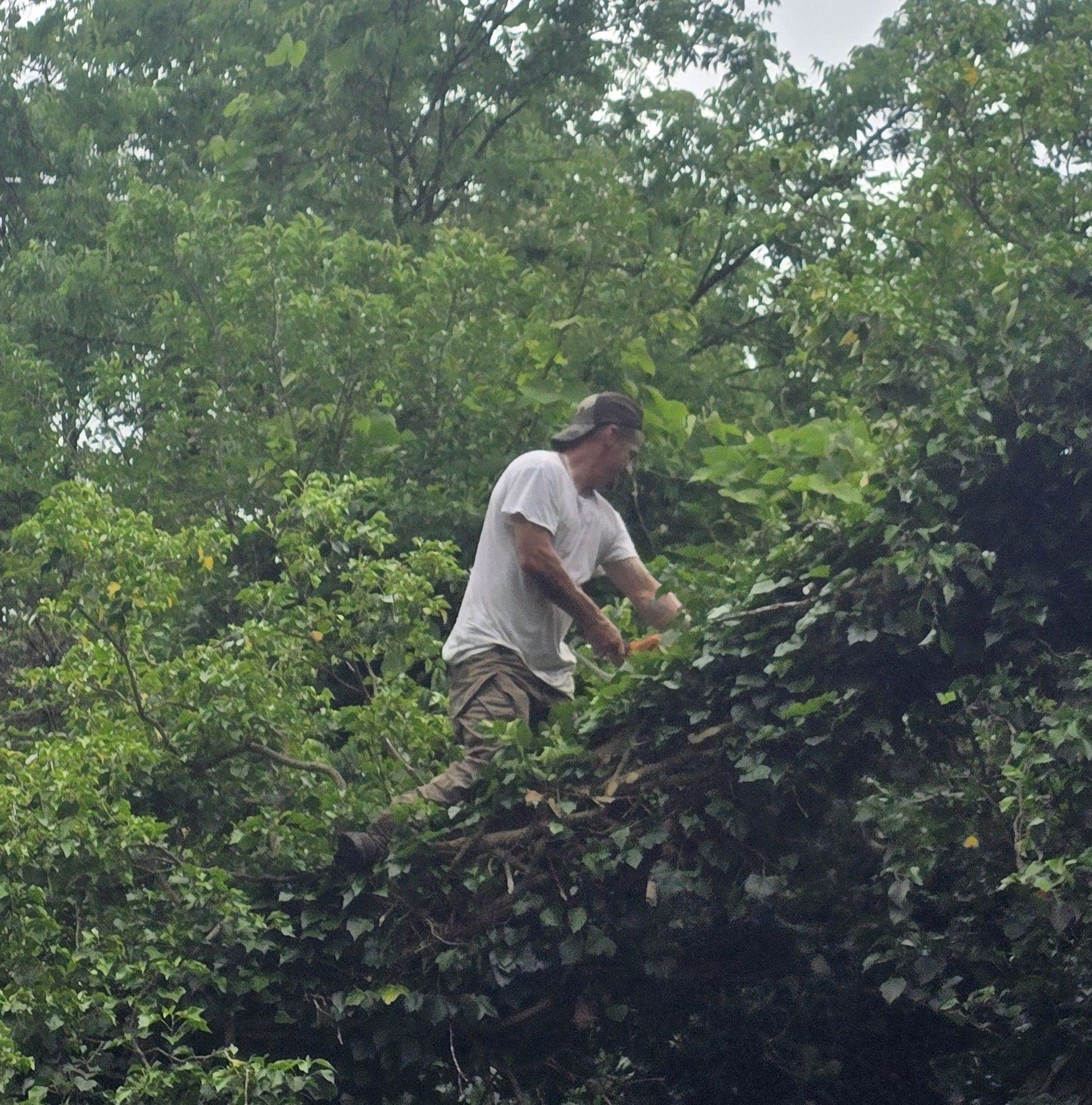 Tree removal cost Spartanburg SC — pricing guide for homeowners