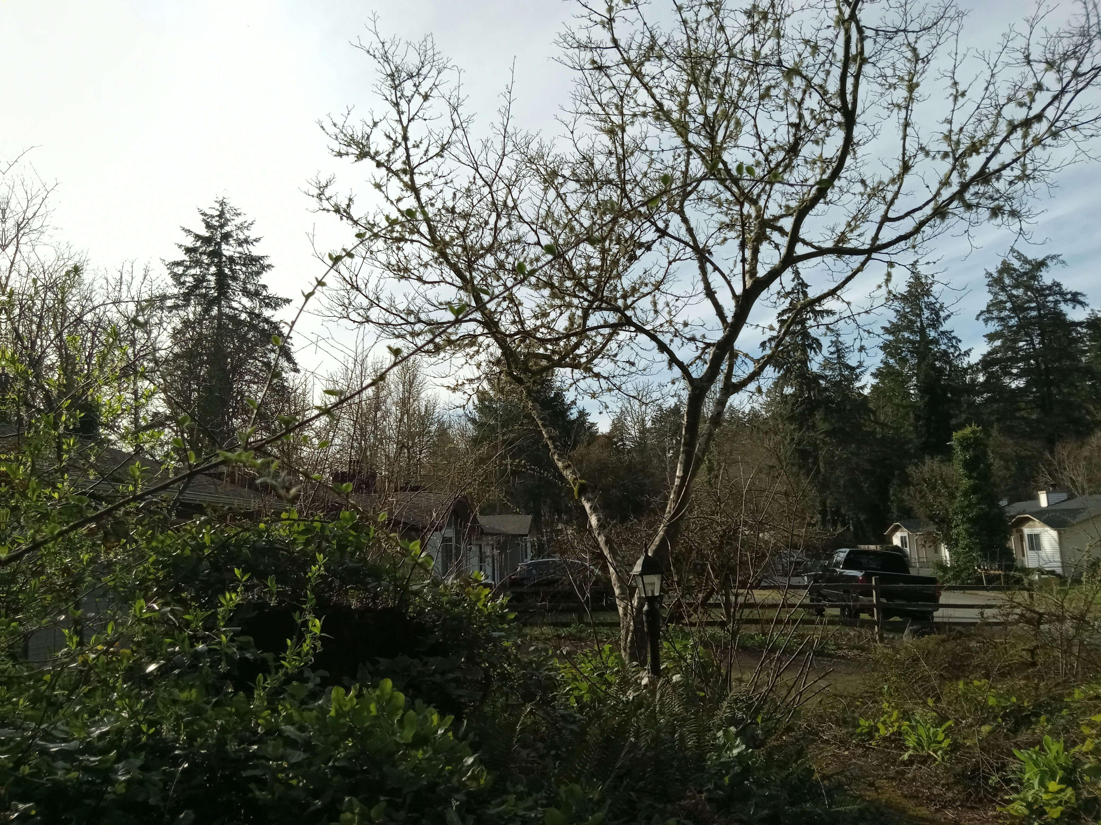 Tree trimming vs tree removal Spartanburg SC — professional arborist decision guide